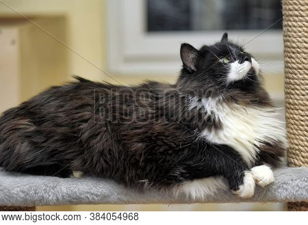 Fluffy Cat In The Cattery