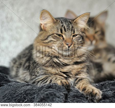 Two Cats Fluffy Twins