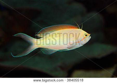 Anthias pesci