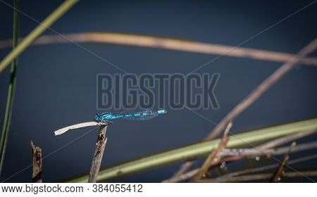 Closeup Of A Dragonfly Resting On Reed With Blurred Background