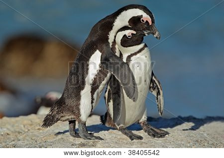 Africké Penguins