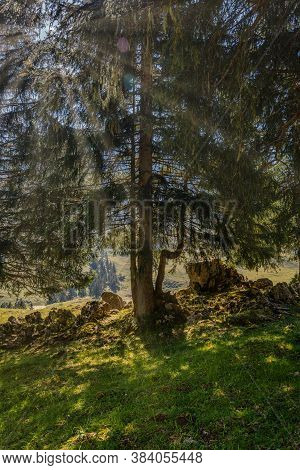 Fir Trees On An Alpine Meadow With Sunbeams
