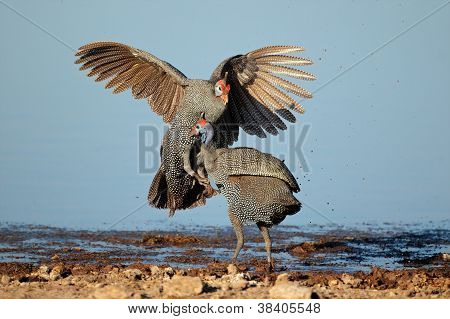 Fighting hjälmförsedda pärlhöns
