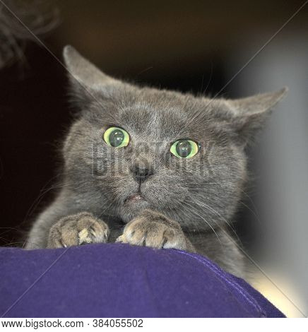 Sad Gray Cat In Hands