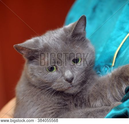 Sad Gray Cat In Hands