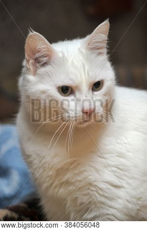 White Cat Albino  Indoor Close Up Photo