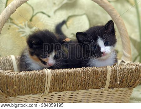 Two Midi Little Kittens - Black With White And Tri-color