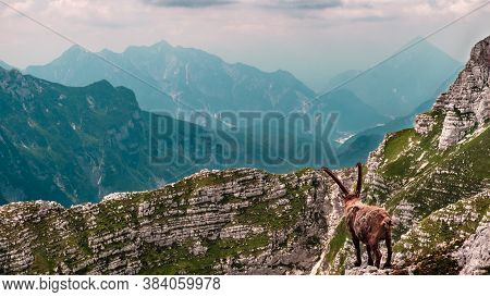 Steinbocks In The Julian Alps