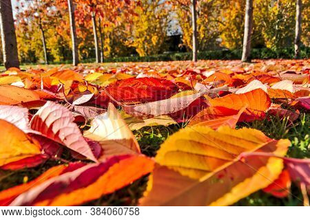 Golden and red autumn fallen leaves on campus of University College Dublin, Dublin, Ireland