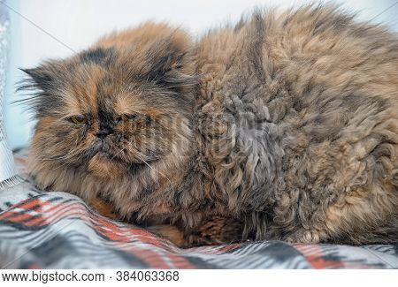 Beautiful Red-haired With A Black Tortie-persian Cat