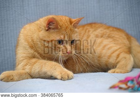 Red Cat Lies Playing, Catches