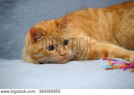 Red Cat Lies Playing, Catches