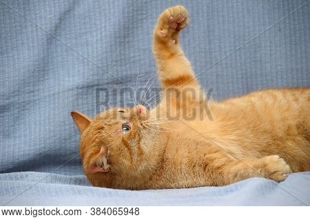 Red Cat Lies Playing, Catches