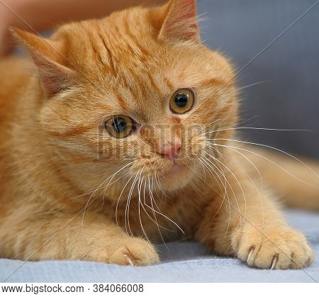 Red Cat Lies Playing, Catches