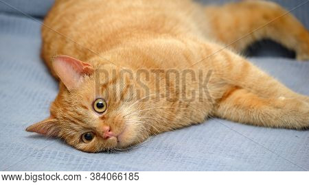 Domestic Red Cat Lies On A Gray Background