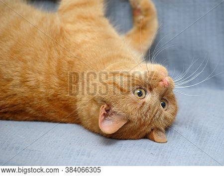 Red Cat Lies Playing, Catches