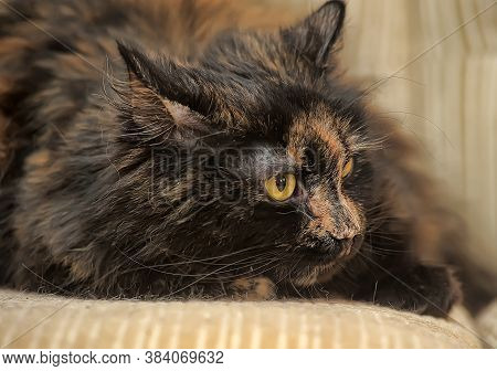 Plump Tortie Cat Lies