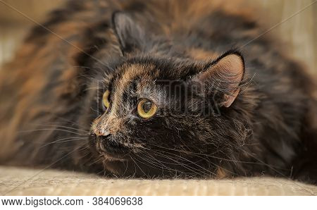 Plump Tortie Cat Lies