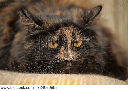Plump Tortie Cat Lies