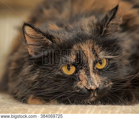 Plump Tortie Cat Lies