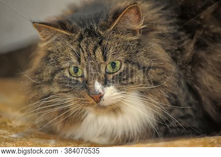 Brown With White Furry Siberian Cat