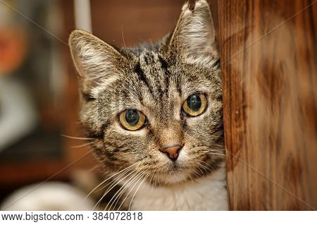 Beautiful European Shorthair Cat Portrait  Close Up