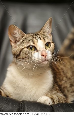 Beautiful European Shorthair Cat Portrait Close Up