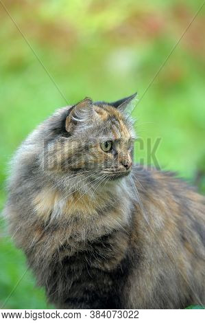 Beautiful Furry Tortoiseshell Color Cat Outdoor Close Up