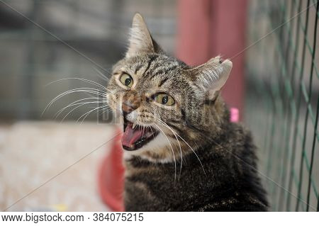 Cat Show Distribution Of Animals From The Shelter
