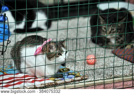 Cat Show Distribution Of Animals From The Shelter