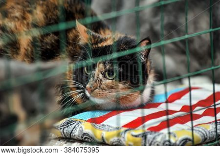 Cat Show Distribution Of Animals From The Shelter
