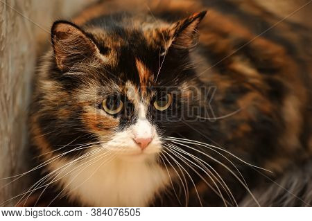 Beautiful Fluffy Fat Three- Colored Cat Close Up