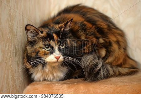 Beautiful Fluffy Fat Three-colored Cat
