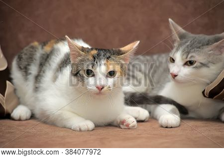 Two European Shorthair Cats Together Close Up