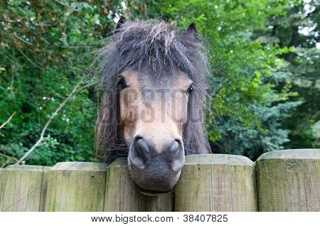 Divertente Pony