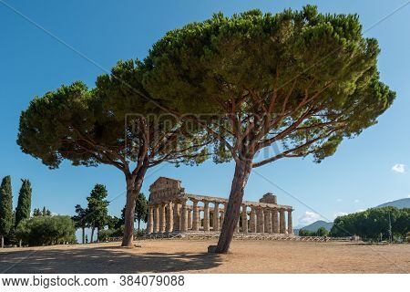 Ancient Greek Temple Of Athena Or Ceres In Paestum, Italy With Doric Columns And  Olve Trees