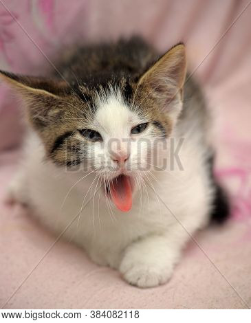 Funny Kitten Yawns Close Up Photo Indoor
