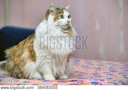 Beautiful Fluffy Fat Tricolor Cat
