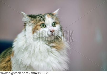 Beautiful Fluffy Fat Tricolor Cat