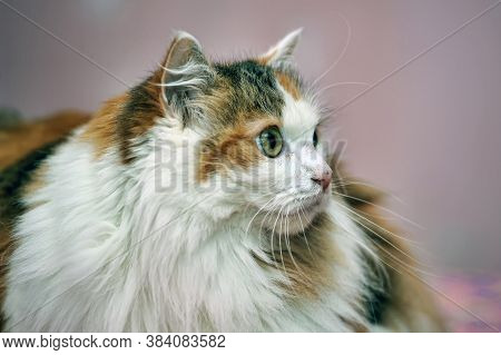 Beautiful Fluffy Fat Tricolor Cat
