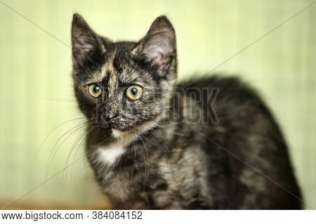 Tortie Kitten On A Green Background