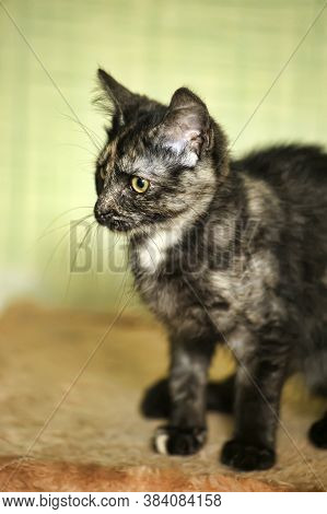 Tortie Kitten On A Green Background
