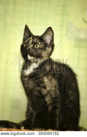Tortie Kitten On A Green Background