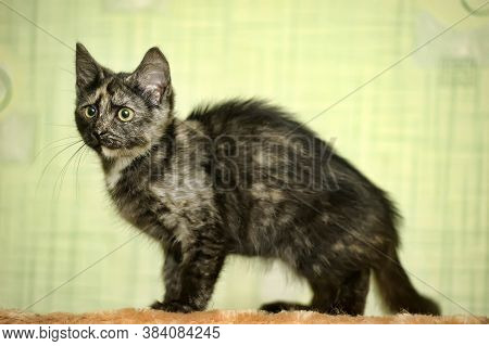 Tortie Kitten On A Green Background