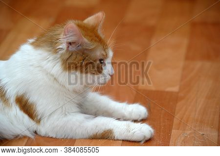 White With A Red Fluffy Cat Lies On The Floor