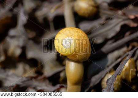 Flat Periwinkle Sea Snail, Littorina Obtusata