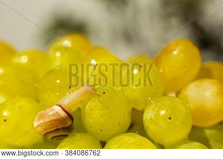 Close-up Of A Small Snail Crawling Over Grapes Quiche Mish