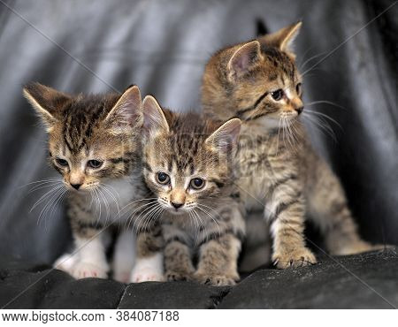 Three Striped Kittens On A Black Background