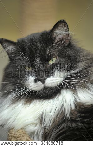 Portrait Of A White Fluffy Mustache Of A Fluffy Cat
