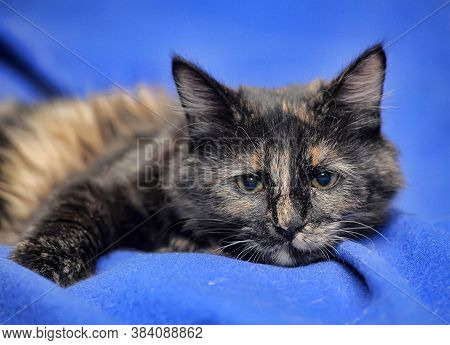 Tortoiseshell Kitten On A Blue Background Close Up